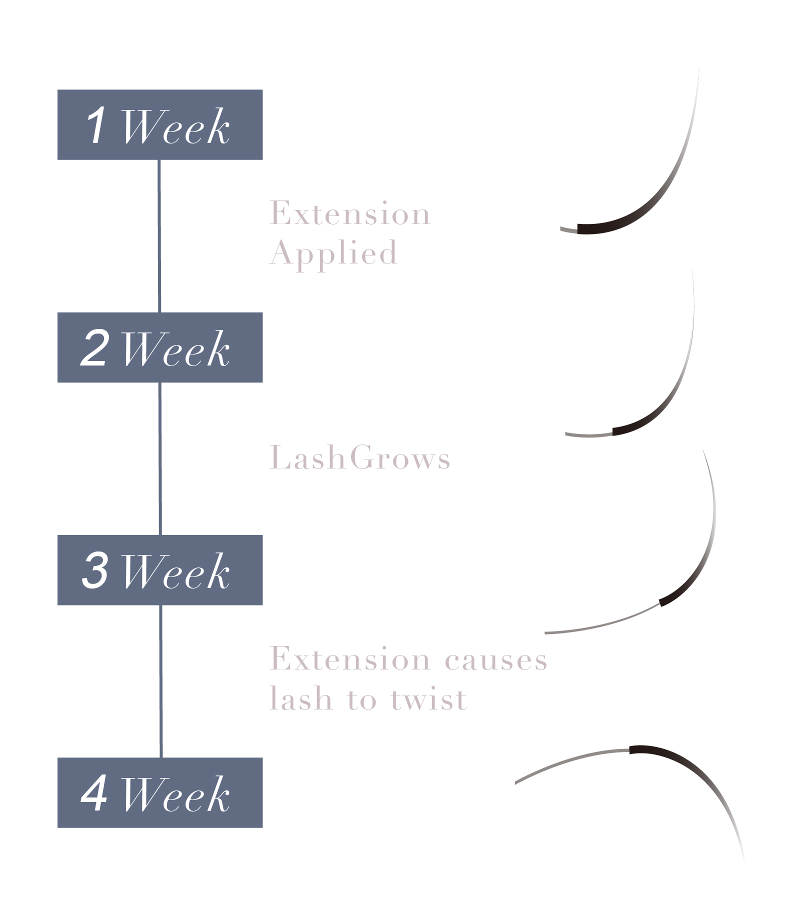 接睫毛是這樣生長與脫落的